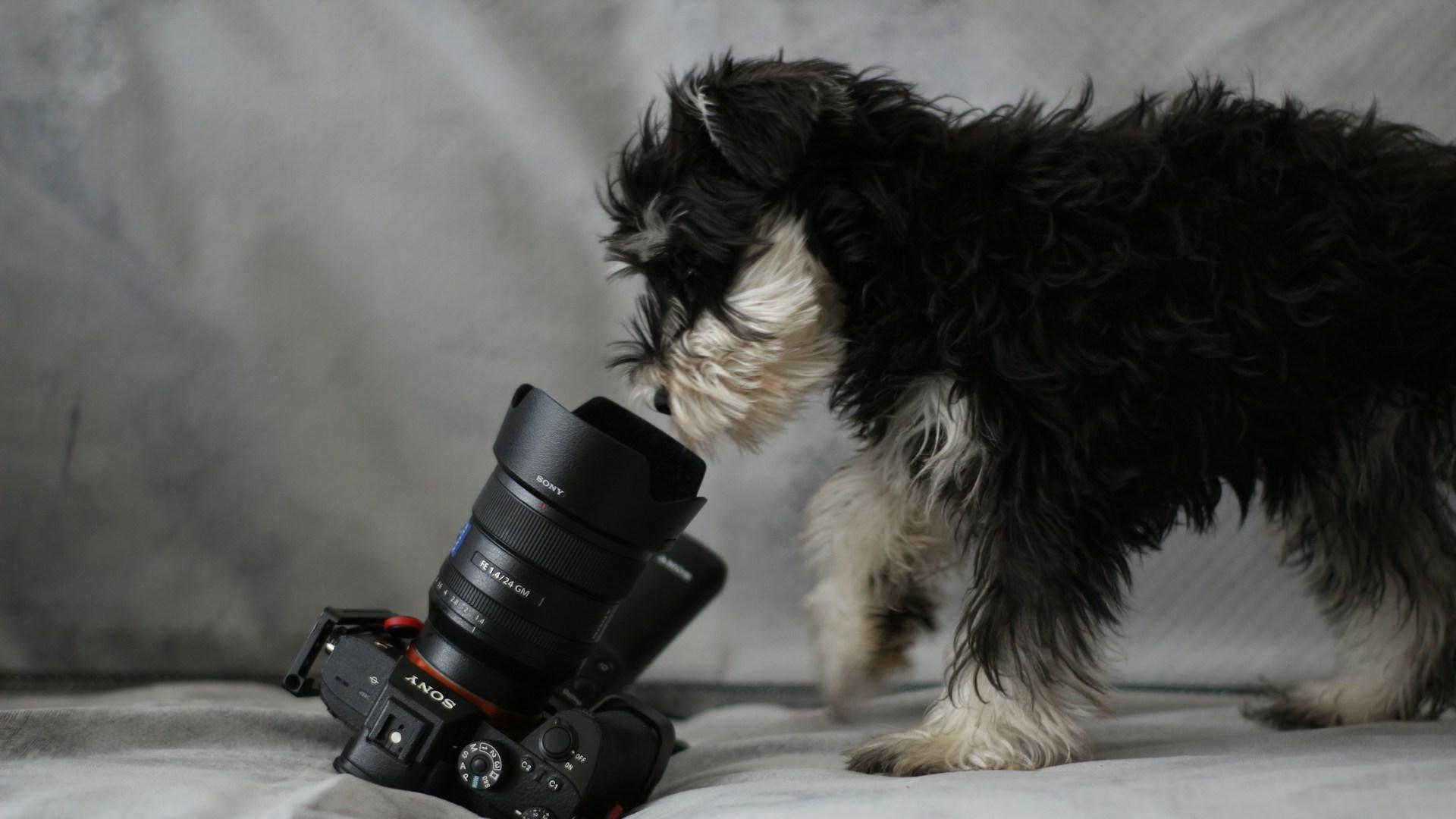 Hero Tomar Fotos Atractivas a Mascotas