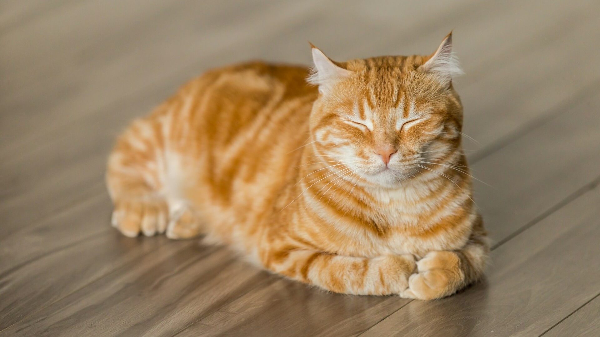 Gato descansando.