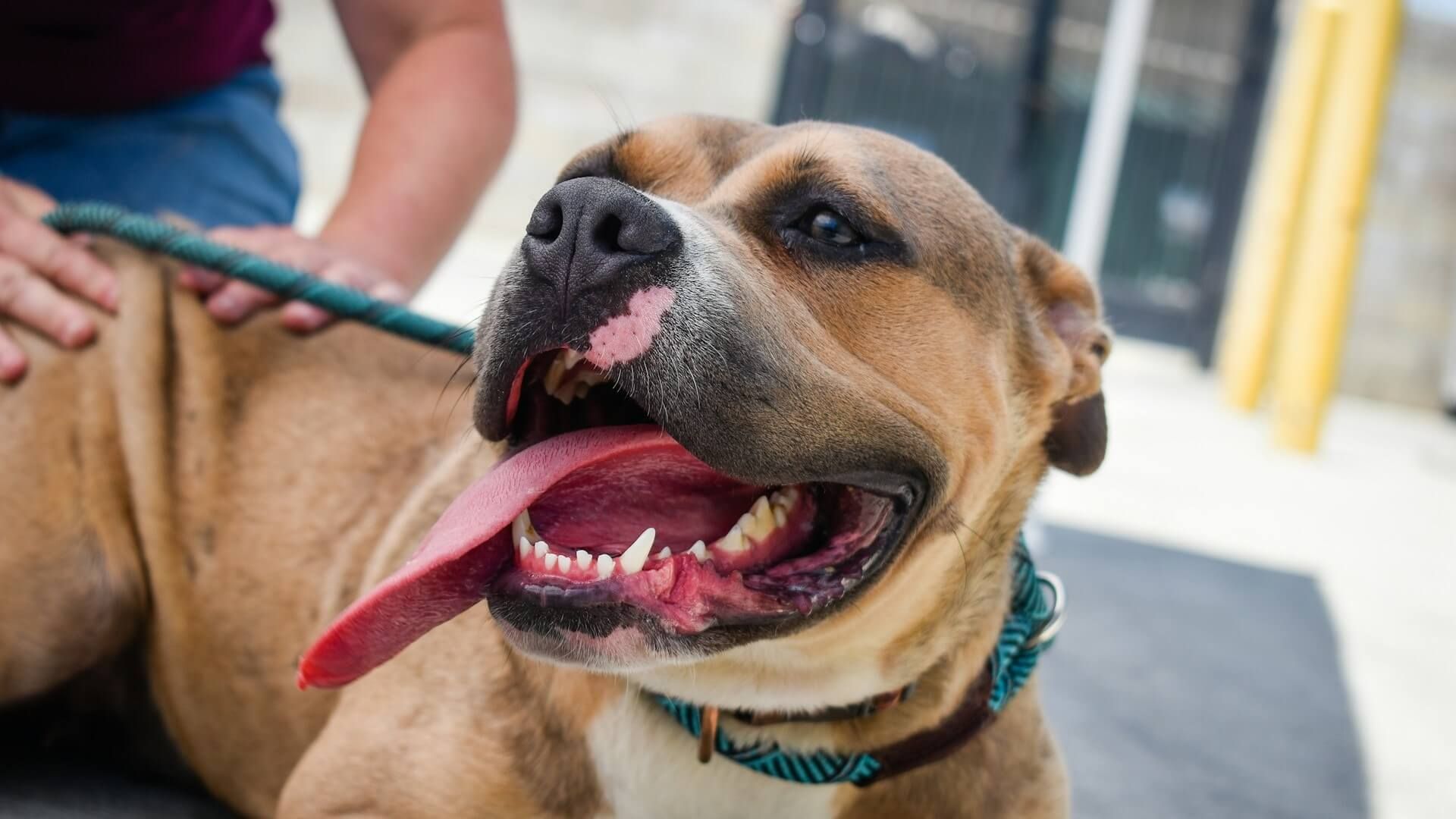 Perro sacando la lengua.