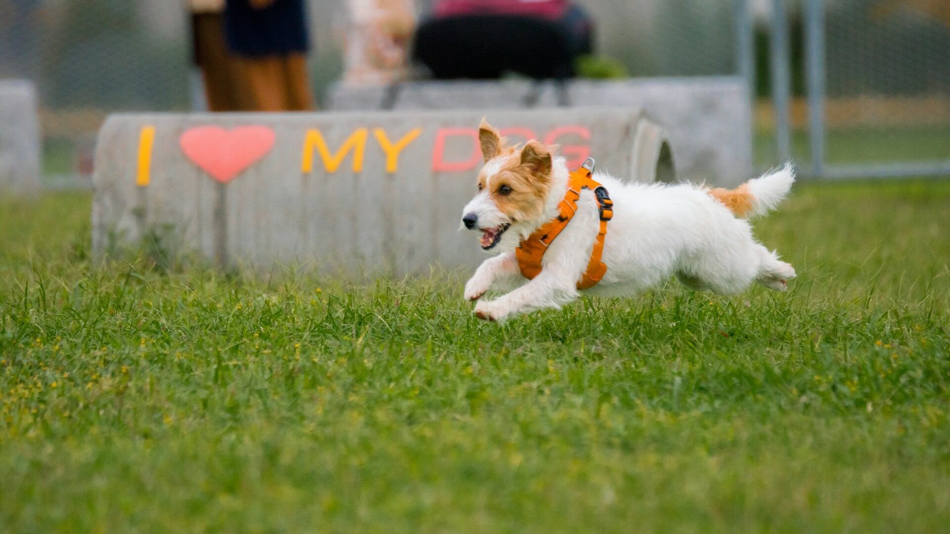 Perro corriendo en un parque.