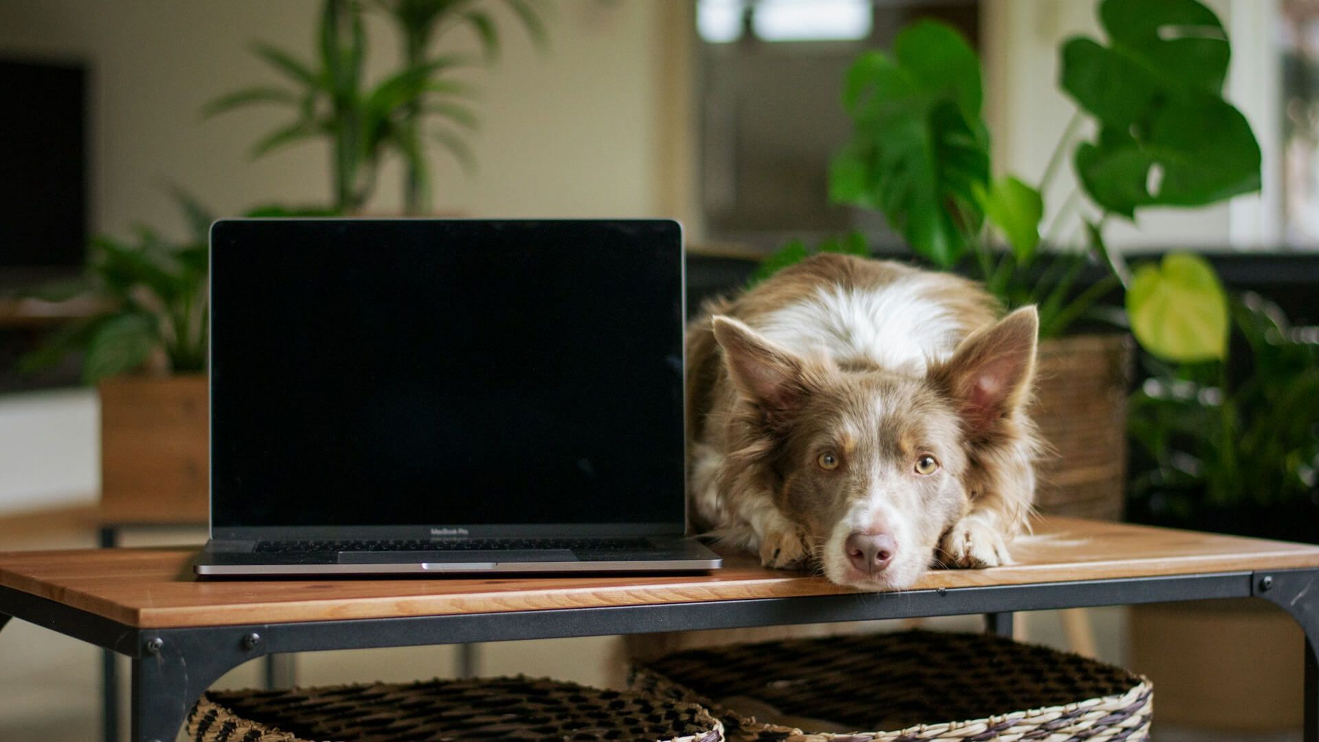 Perro acostado al lado de un computador portátil.