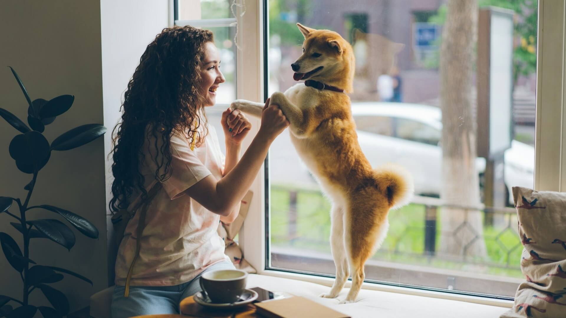 Perro jugando con una mujer.