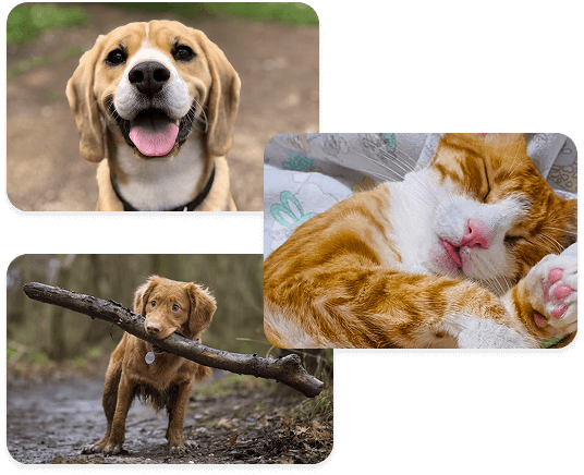 Cachorros